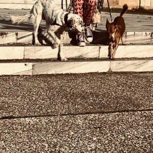 Εκπαιδευτικό Σεμινάριο Επαγγελματικού-Pet Sitting